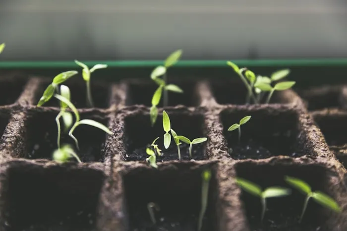 Illustration Reforestation & biodiversité